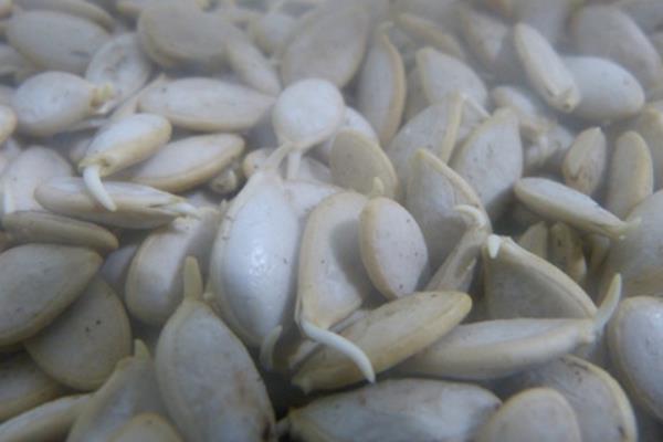 哈密瓜種子怎么種