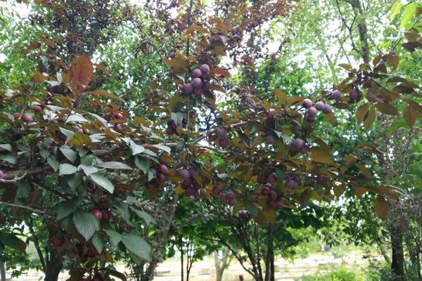 李子樹圖片大全