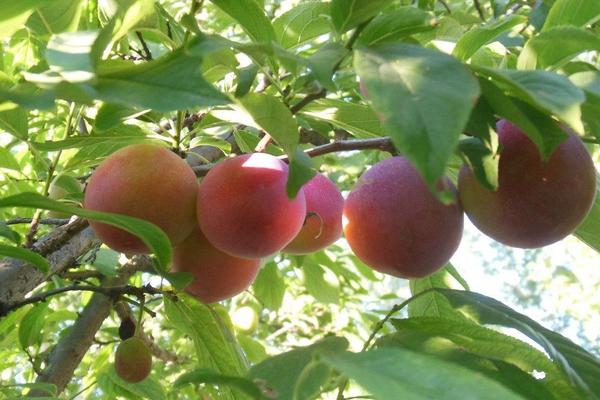 李子樹圖片大全