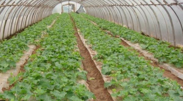 哈密瓜種子怎么種