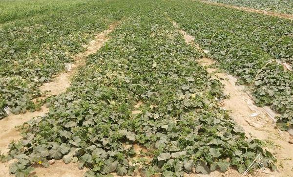 哈密瓜種子怎么種