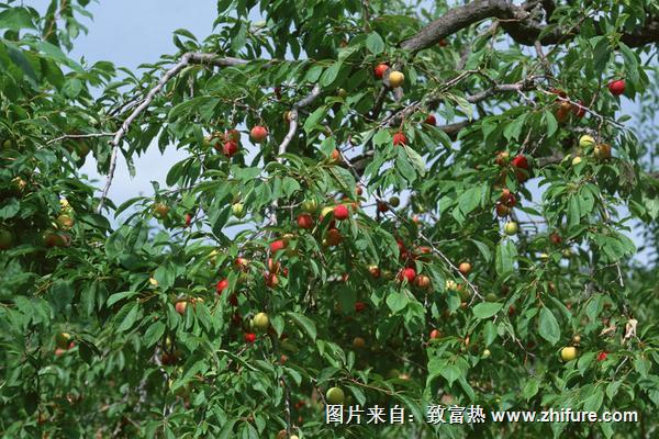 李子樹怎么剪枝