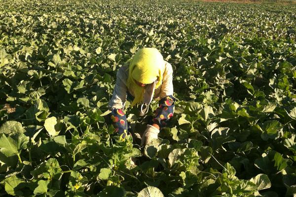 哈密瓜種子種植方法