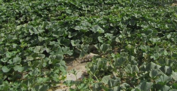 哈密瓜種子種植方法