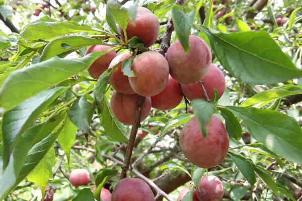 李子價格多少錢一斤