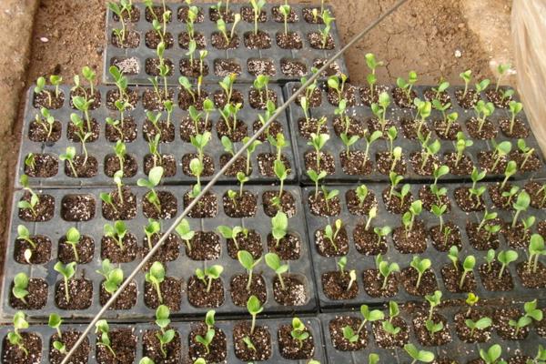 哈密瓜種子種植方法