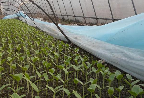 哈密瓜種子種植方法