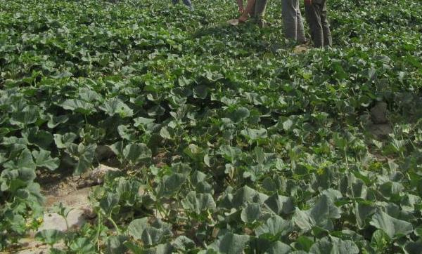 哈密瓜種子種植方法