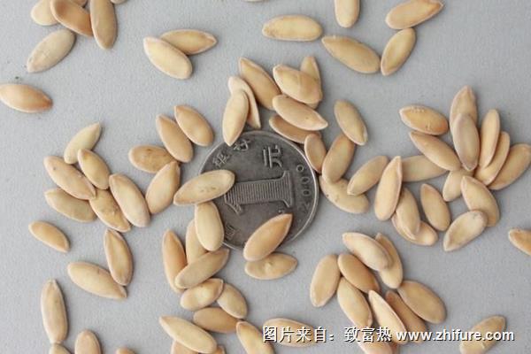 哈密瓜種子種植方法