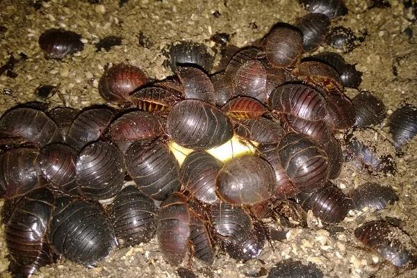 養(yǎng)殖土元輕松年賺十萬