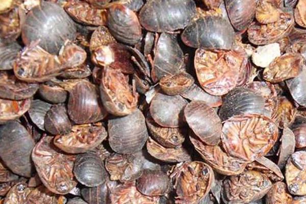 養(yǎng)殖土元輕松年賺十萬