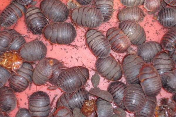 養(yǎng)殖土元輕松年賺十萬