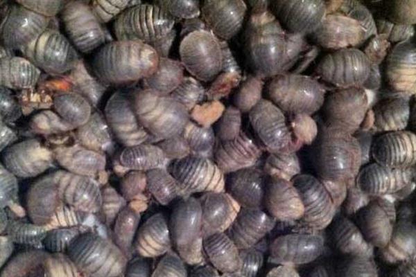 養(yǎng)殖土元輕松年賺十萬