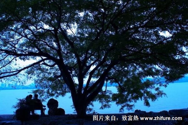 李子樹(shù)下埋死人是什么意思