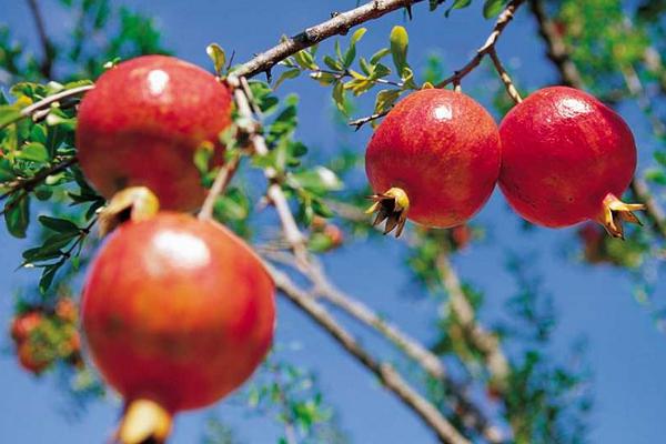 2018種石榴賺錢嗎?石榴種植的利潤與投資成本及前景預測