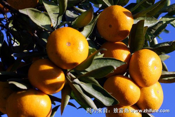 2018種柑橘賺錢嗎？柑橘種植的利潤與投資成本及前景預測