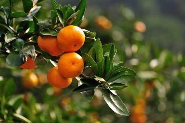 2018種柑橘賺錢嗎？柑橘種植的利潤與投資成本及前景預測