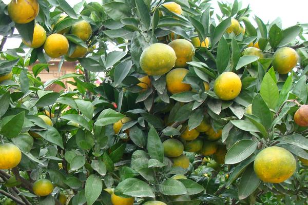 2018種柑橘賺錢嗎？柑橘種植的利潤與投資成本及前景預測