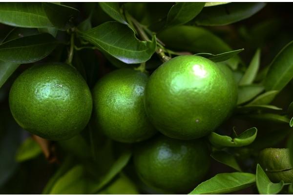 2018種柑橘賺錢嗎？柑橘種植的利潤與投資成本及前景預測