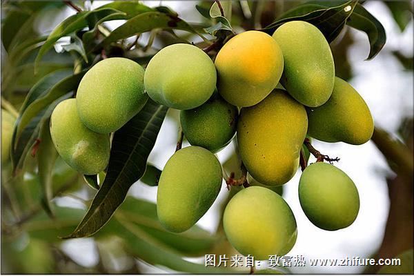 2018種芒果賺錢嗎?芒果種植的利潤與投資成本及前景預(yù)測