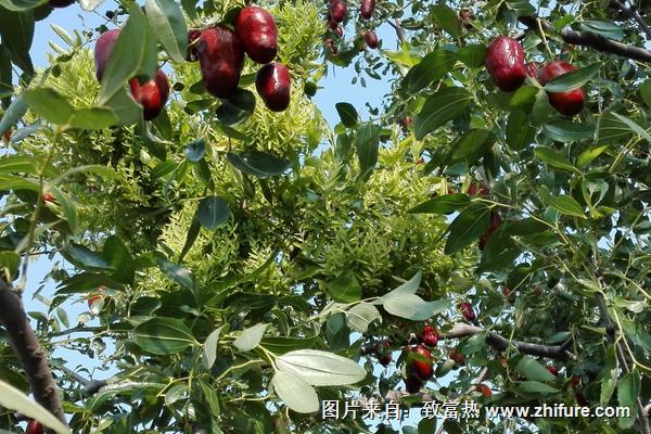 2018種棗樹賺錢嗎?棗樹種植的利潤與投資成本及前景預(yù)測