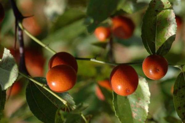 2018種棗樹賺錢嗎？棗樹種植的利潤與投資成本及前景預測