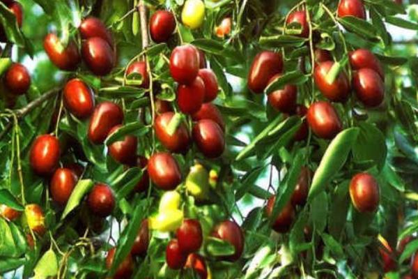 2018種棗樹賺錢嗎？棗樹種植的利潤與投資成本及前景預測