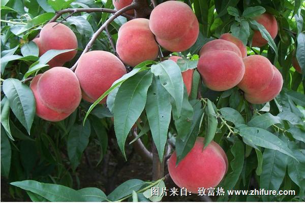 2018種桃樹(shù)賺錢(qián)嗎?桃樹(shù)種植的利潤(rùn)與投資成本及前景預(yù)測(cè)