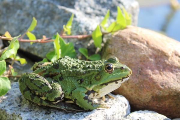 趙易龍不當白領養殖青蛙
