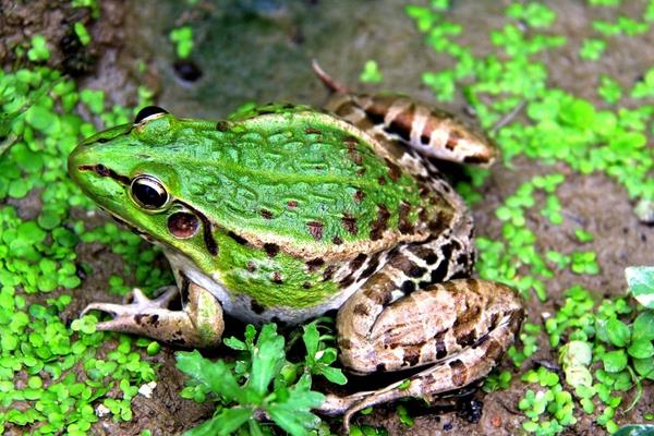 趙易龍不當白領養殖青蛙