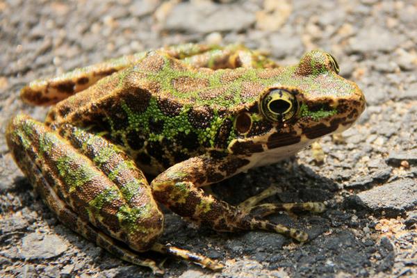 趙易龍不當白領養殖青蛙