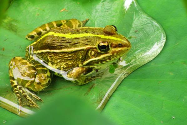 趙易龍不當白領養殖青蛙