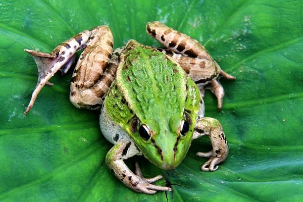 趙易龍不當白領養殖青蛙