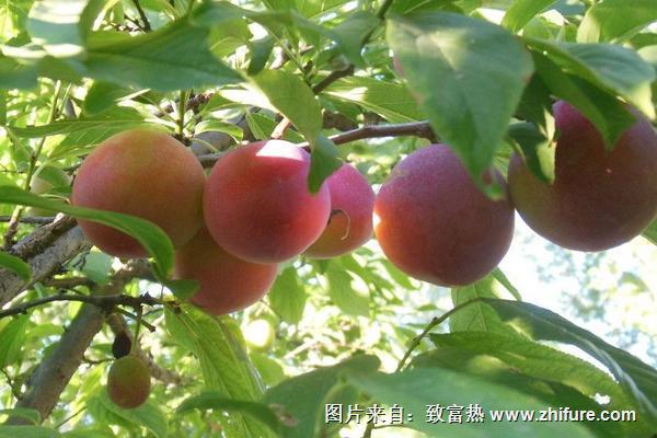 2018種李子賺錢嗎？李子種植的利潤與投資成本及前景預測