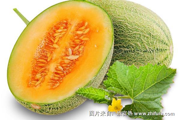 哈密瓜苦的會不會有毒