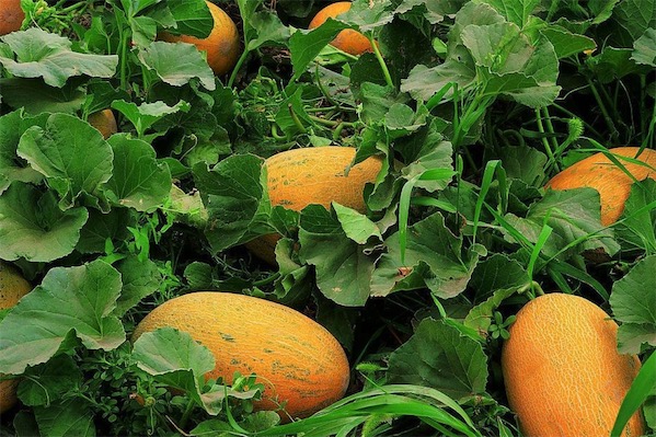 哈密瓜是哪里的特產