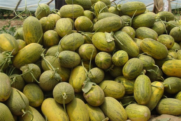怎么挑選哈密瓜