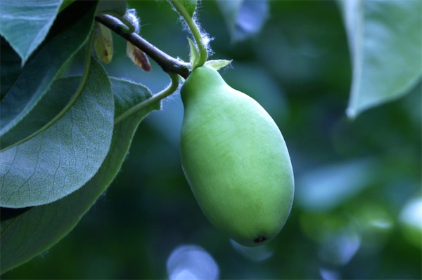 木瓜是熱性還是涼性的