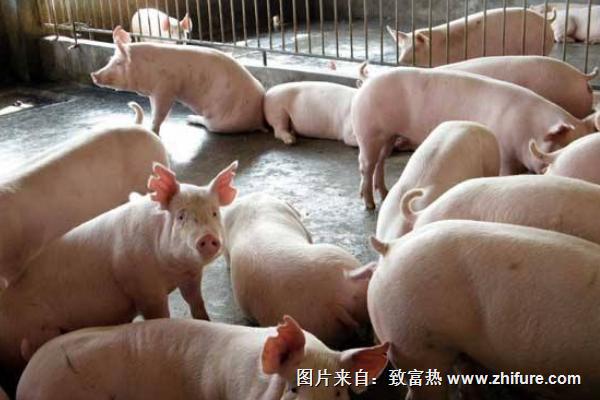 豬喘氣病怎么治？常見(jiàn)草藥治療方法