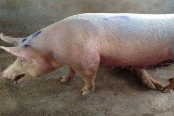 豬喘氣病怎么治？常見草藥治療方法