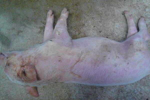 豬喘氣病怎么治？常見草藥治療方法