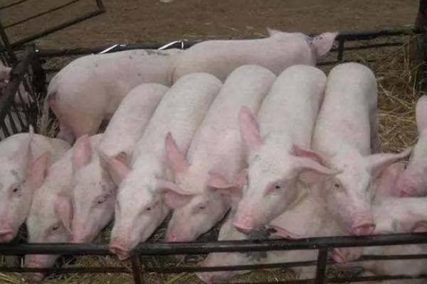 豬喘氣病怎么治？常見草藥治療方法