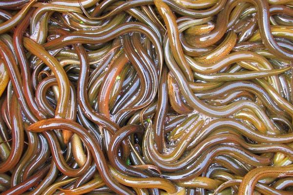 夏季黃鱔吃什么