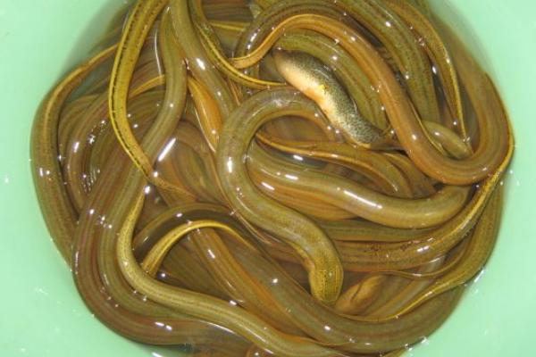 夏季黃鱔吃什么