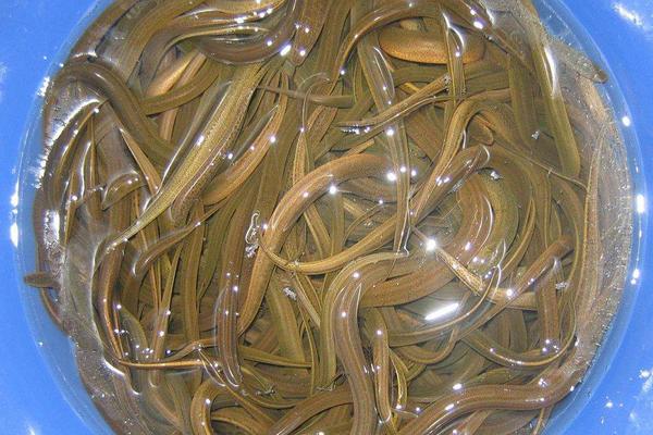 夏季黃鱔吃什么