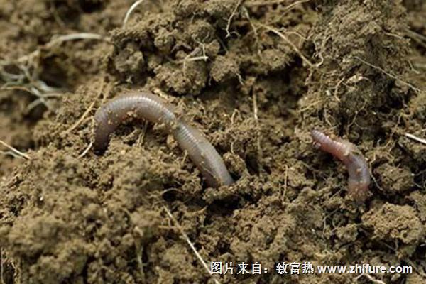 蚯蚓市場分析 養殖前景樂觀