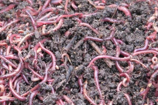 蚯蚓市場分析 養殖前景樂觀