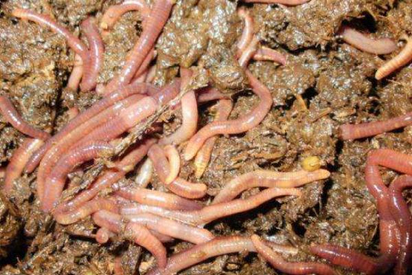 蚯蚓市場分析 養殖前景樂觀