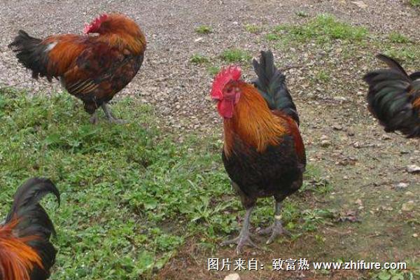 冬季土雞產(chǎn)蛋量因環(huán)境而異