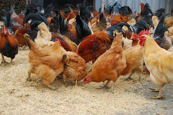 冬季土雞產(chǎn)蛋量因環(huán)境而異